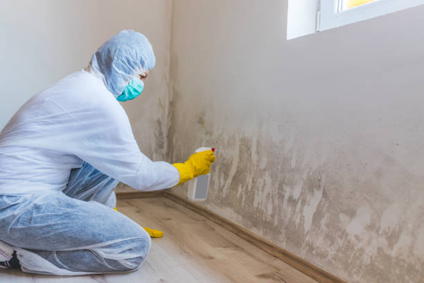 Licensed Basement Mold Remediation service in Clayton, NC - WQB Mold Removal